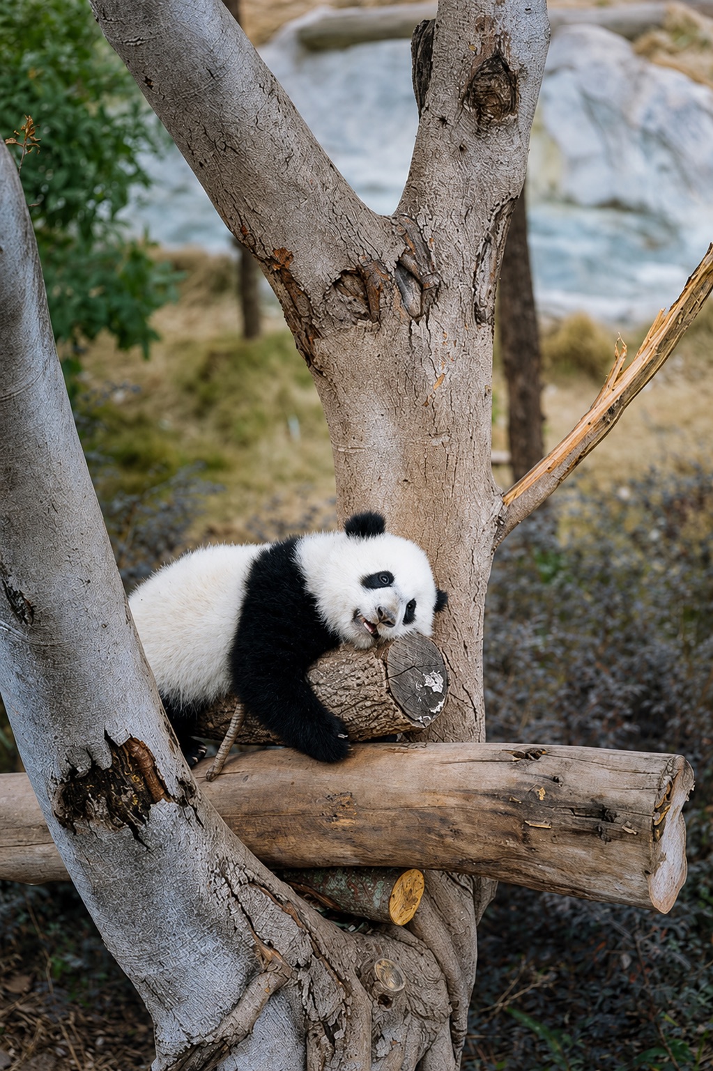Panda Base, Chengdu